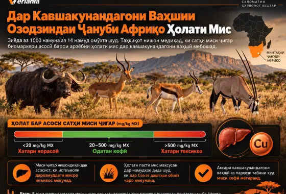 Ҳолати Ғизоии Мис Дар Кавшакунандагони Ваҳшии Озодзиндаи Минтақаи Ҷануби Африқо