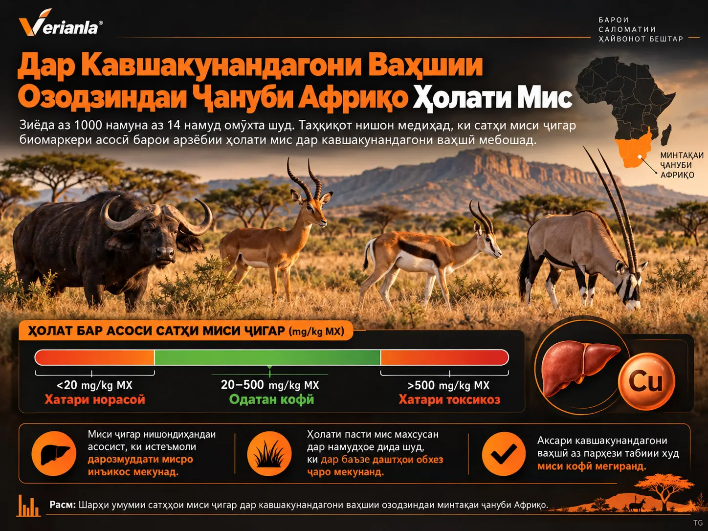 Ҳолати Ғизоии Мис Дар Кавшакунандагони Ваҳшии Озодзиндаи Минтақаи Ҷануби Африқо