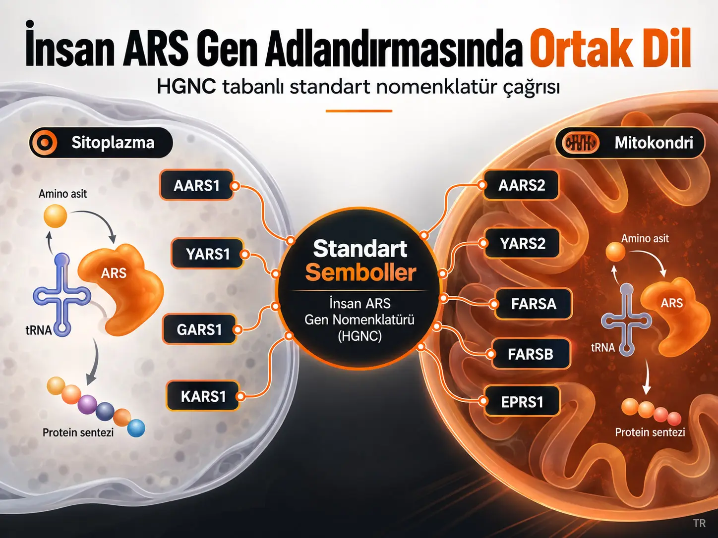 İnsan Aminoasil-tRNA Sentetaz (ARS) Gen Adlandırmasının Birleştirilmiş Kullanımına Çağrı