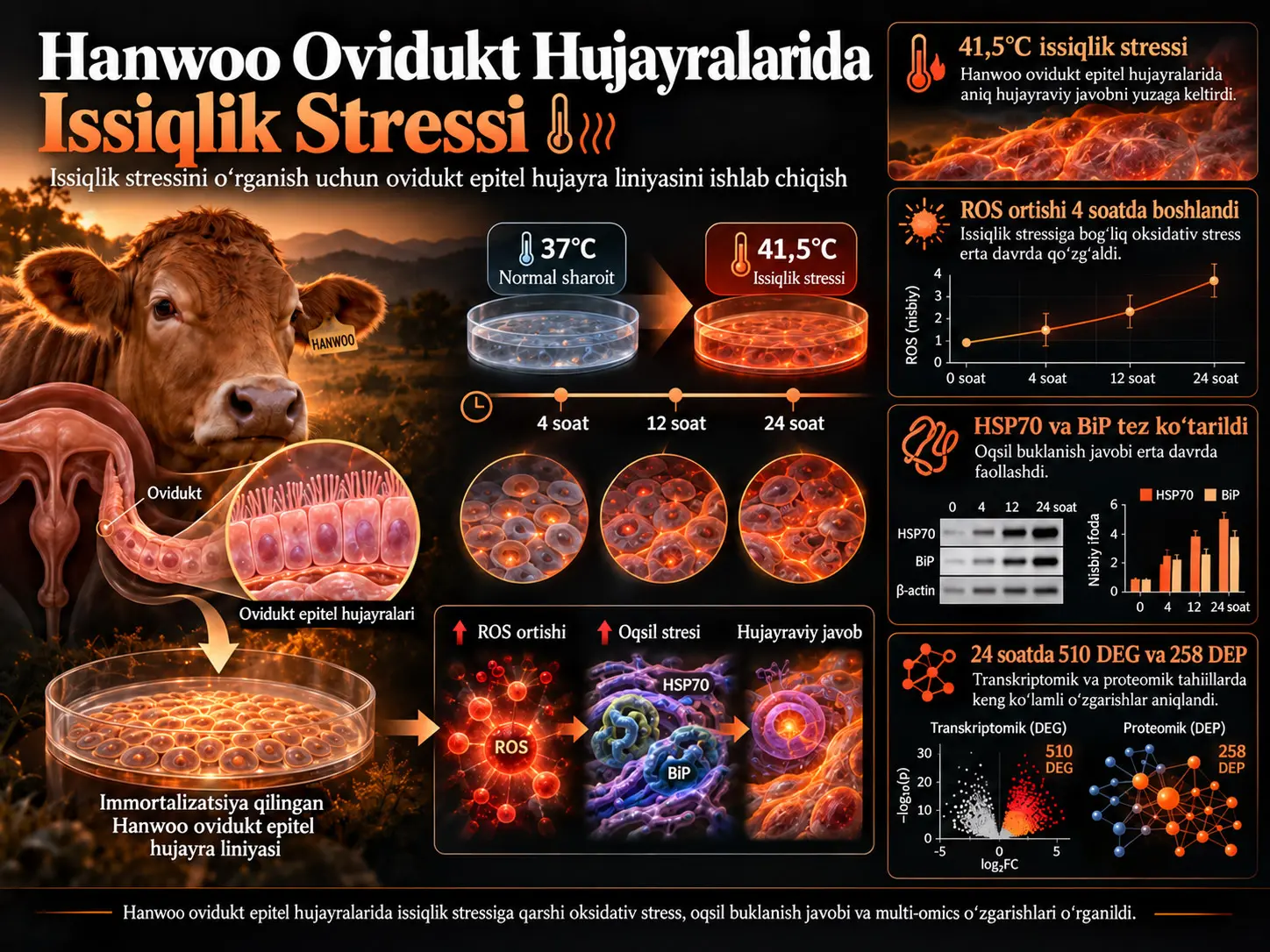 Issiqlik Stressini Oʻrganish uchun Hanwoo Ovidukt Epitel Hujayra Liniyasini Ishlab Chiqish va Tavsiflash