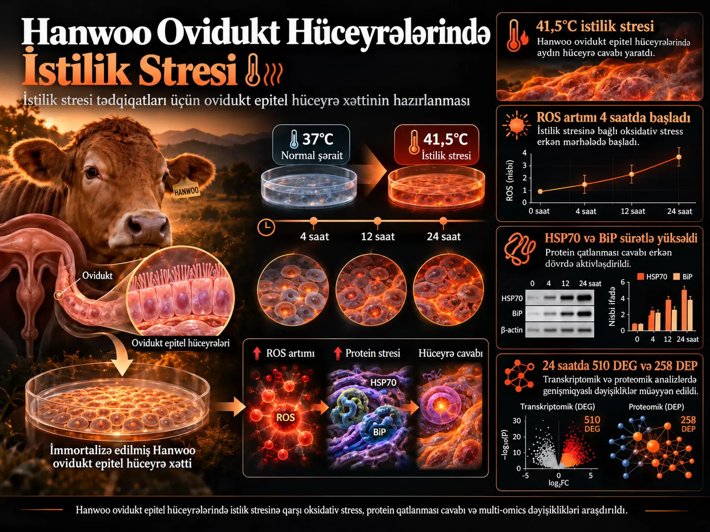 İstilik Stresi Tədqiqatları üçün Hanwoo Ovidukt Epitel Hüceyrə Xəttinin Hazırlanması və Xarakterizasiyası