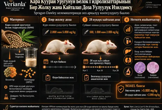 Кара Куурай Уругунун Белок Гидролизаттарынын Бир Жолку жана Кайталап Доза Уулуулук Изилдөөсү
