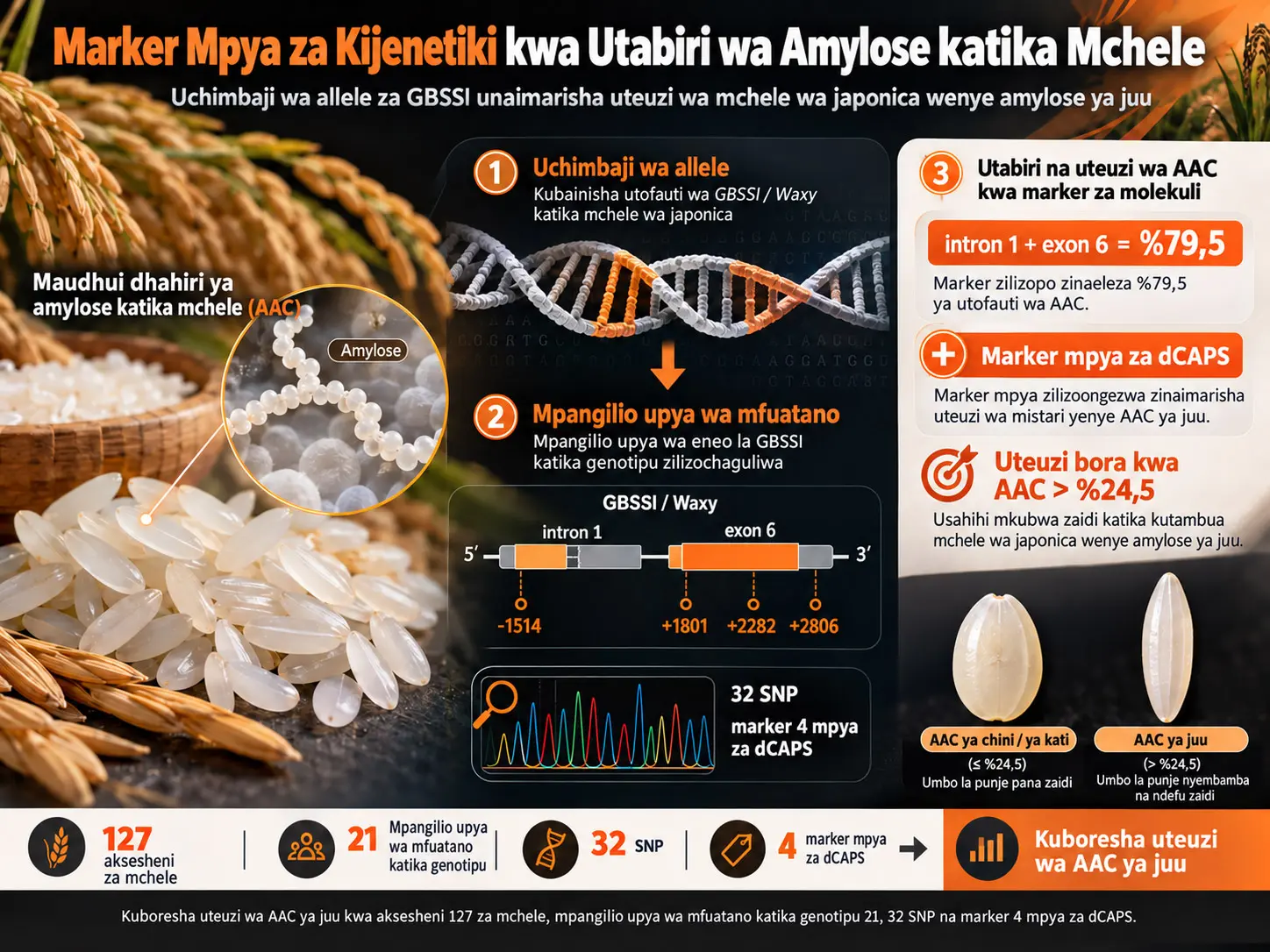 Kuboresha Utabiri wa Maudhui Dhahiri ya Amylose katika Mchele wa Japonica kwa Marker za Molekuli kupitia Uchimbaji wa Allele za GBSSI