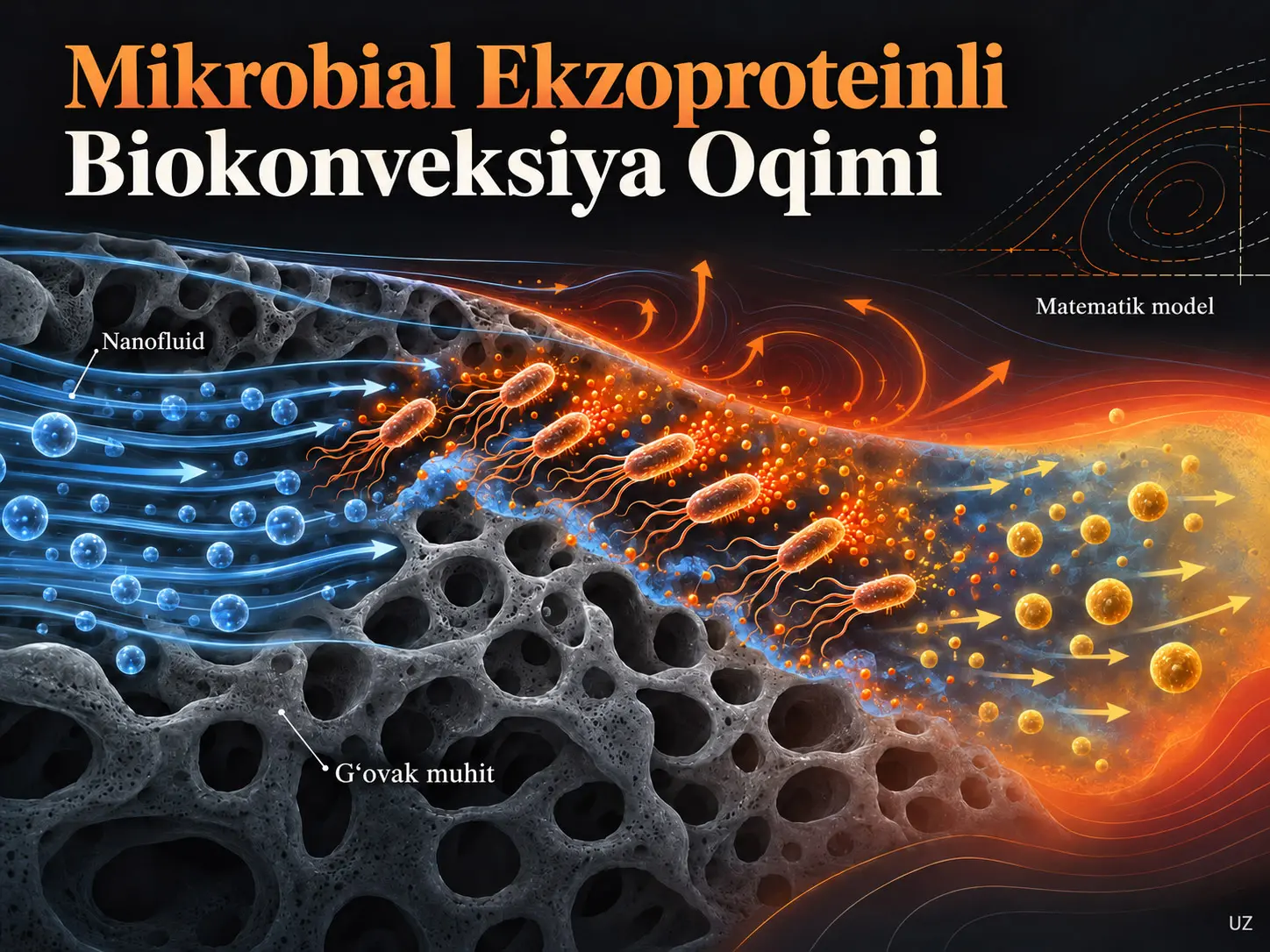 Mikrobial Ekzoprotein Faolligiga Ega Biokonveksiya Oqimi uchun Ikki Oʻlchamli Darcy–Forchheimer Matematik Modeli