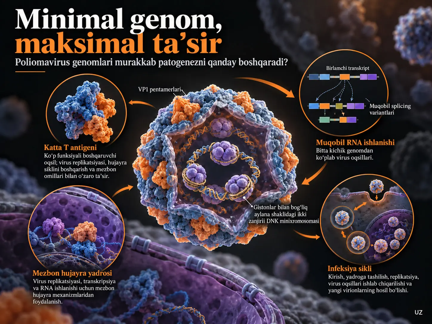 Minimal Genom, Maksimal Taʼsir: Poliomavirus Genomlari Murakkab Patogenezni Qanday Taʼminlaydi?