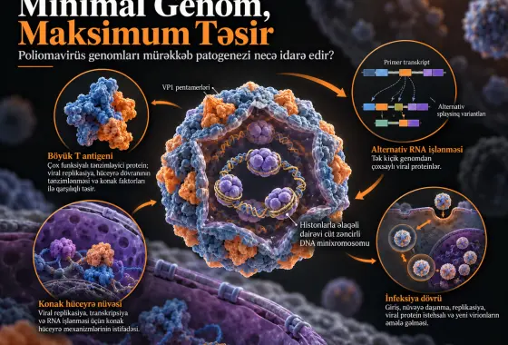 Minimal Genom, Maksimum Təsir: Poliomavirus Genomları Mürəkkəb Patogenezi Necə Təmin Edir?