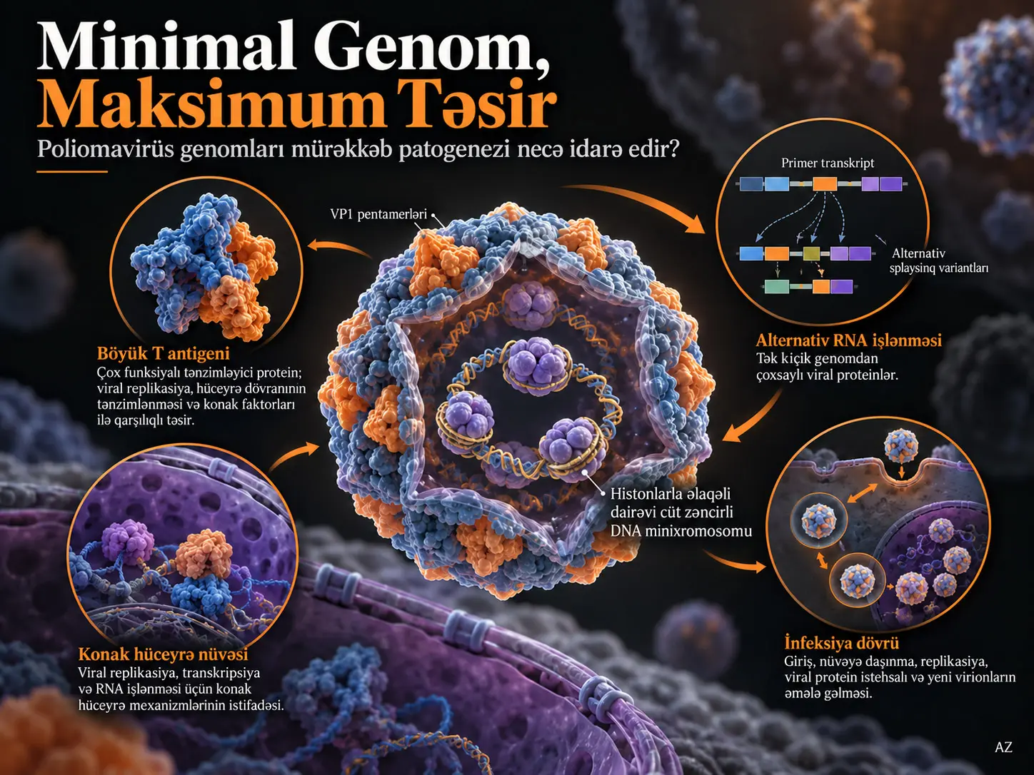 Minimal Genom, Maksimum Təsir: Poliomavirus Genomları Mürəkkəb Patogenezi Necə Təmin Edir?