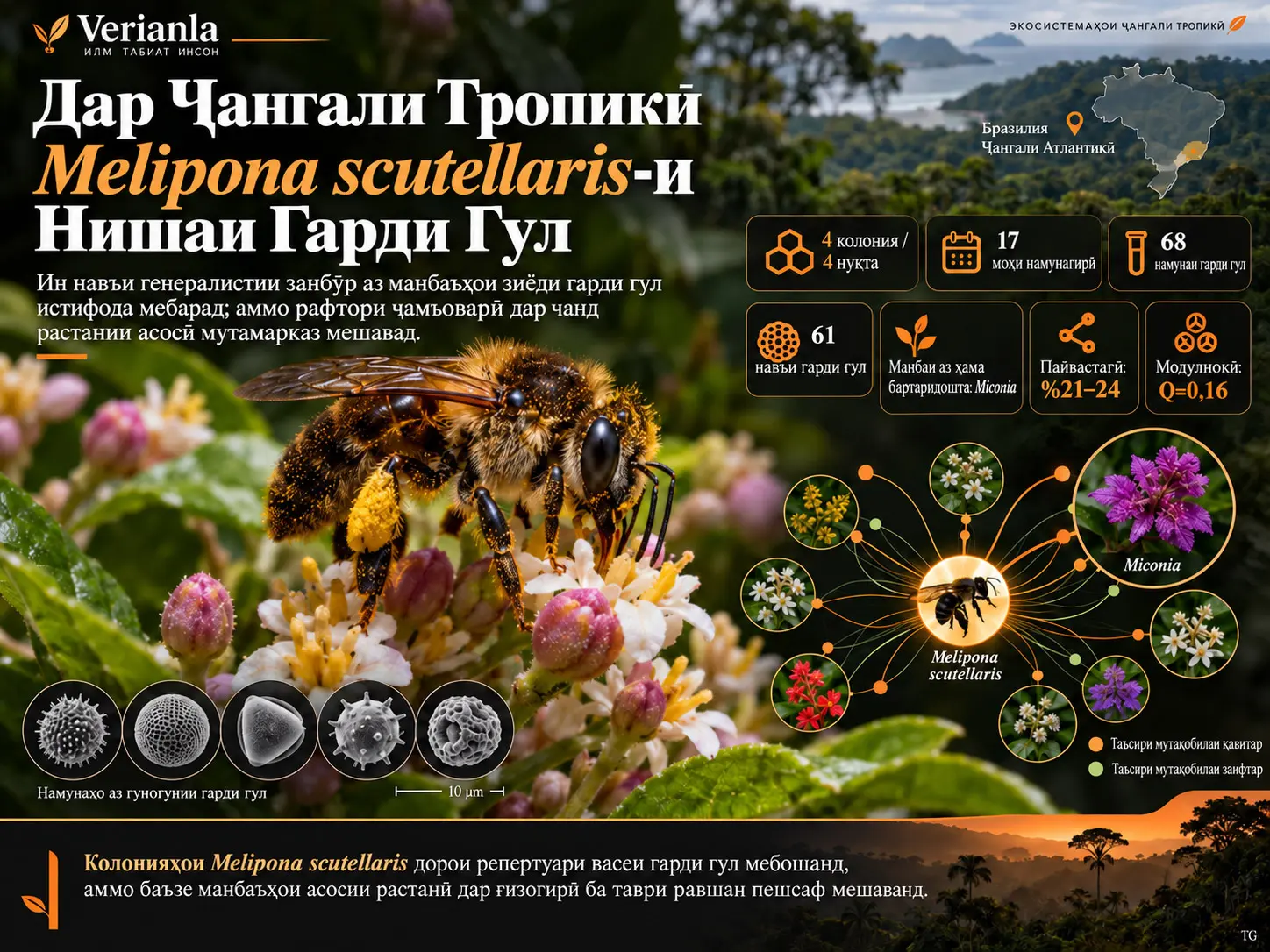 Нишаи Гарди Гули Melipona (Michmelia) scutellaris Latreille, 1811 дар Ҷангали Тропикӣ: Дидгоҳи Палинологӣ