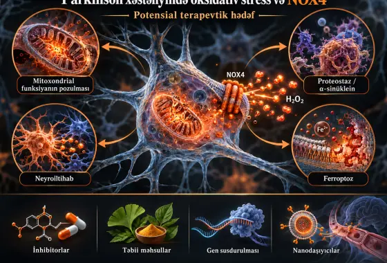 Parkinson Xəstəliyində Oksidativ Stressin Aradan Qaldırılması: Potensial Terapevtik Hədəf Kimi NADPH Oksidaza 4 (NOX4)