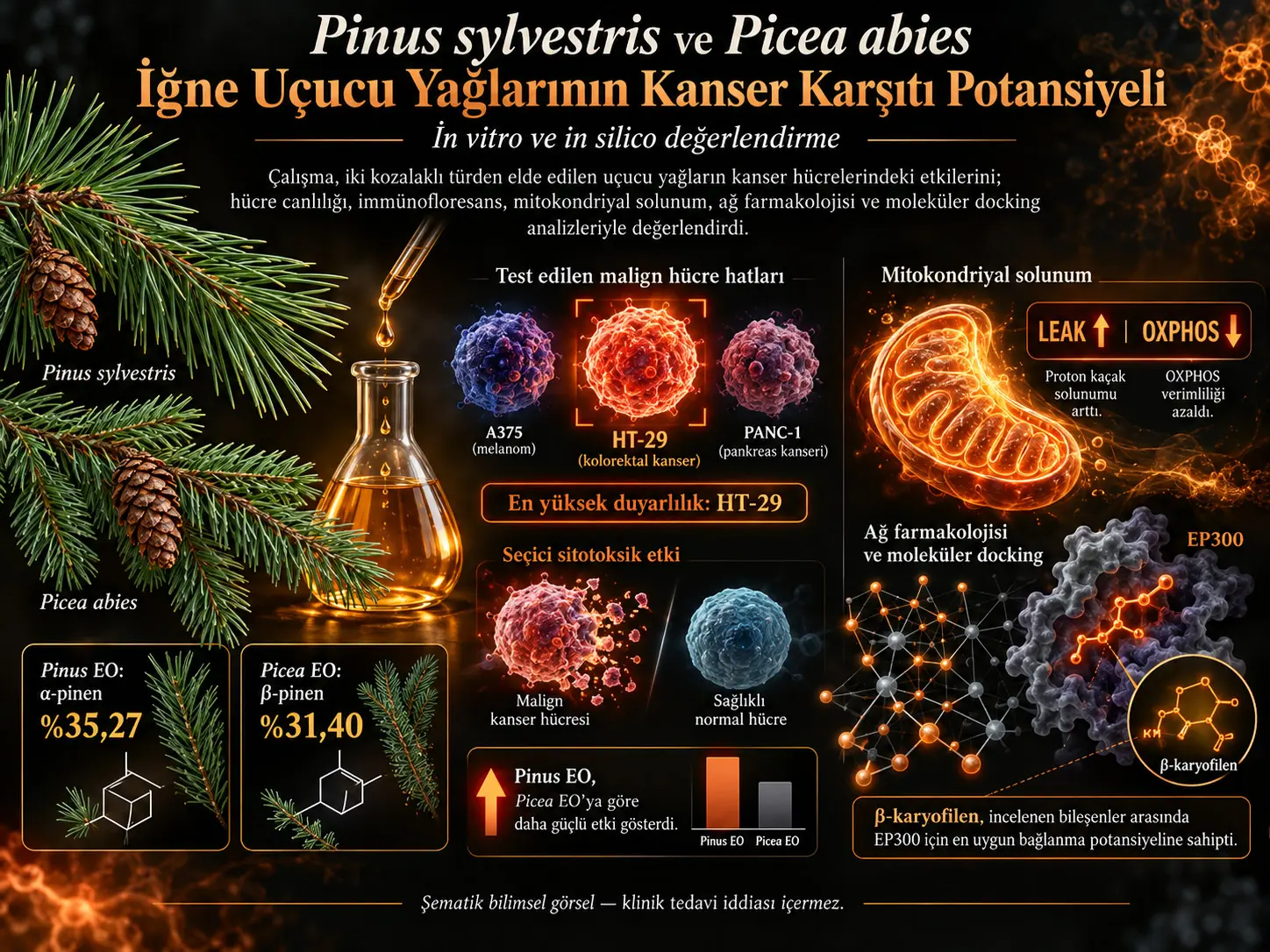 Pinus sylvestris ve Picea abies İğnelerinden Elde Edilen Uçucu Yağların Kanser Karşıtı Potansiyelinin İn Vitro ve İn Silico Değerlendirilmesi
