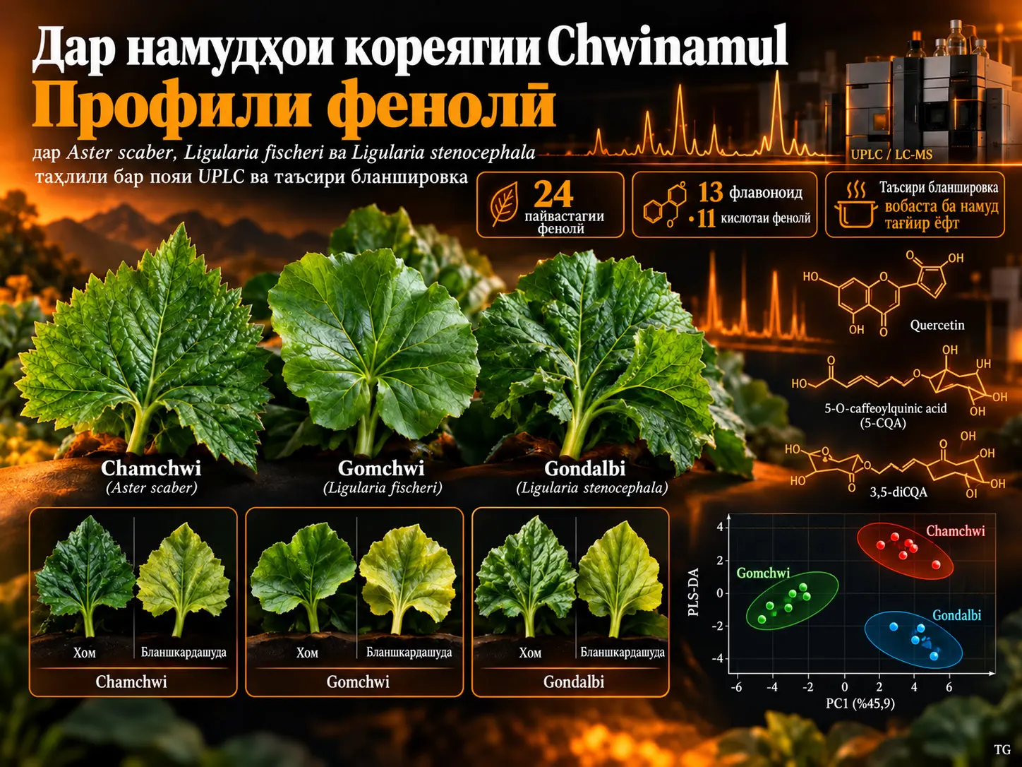 Профили фенолии сабзавоти кореягии Chwinamul: Муқоисаи Chamchwi, Gomchwi ва Gondalbi бо UPLC-масс-спектрометрия ва таъсири бланшировка