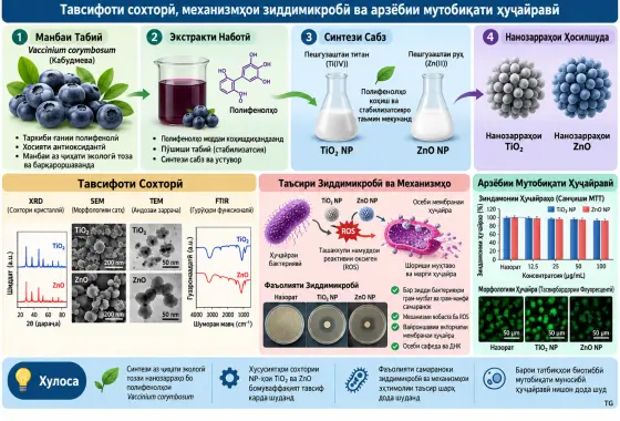 Синтези сабзи нанозарраҳои TiO₂ ва ZnO бо полифенолҳои ҳосилшуда аз Vaccinium corymbosum