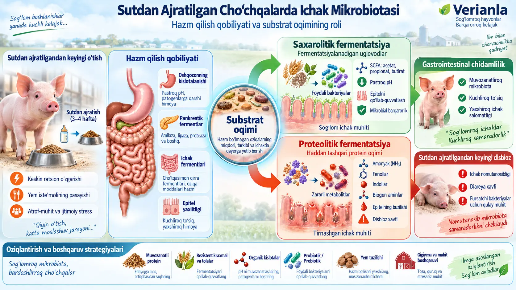Sutdan Ajratilgan Cho‘chqalarda Ichak Mikrobiotasini Tartibga Solish: Hazm Qilish Qobiliyati va Substrat Oqimining Roli