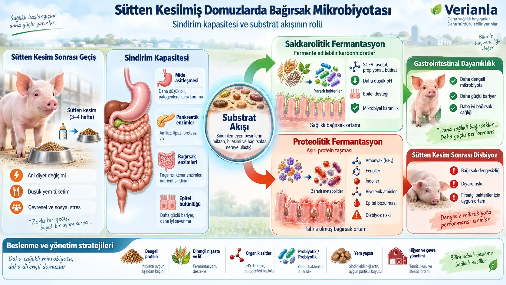 Sütten Kesilmiş Domuzlarda Bağırsak Mikrobiyotasının Düzenlenmesi: Sindirim Kapasitesi ve Substrat Akışının Rolü