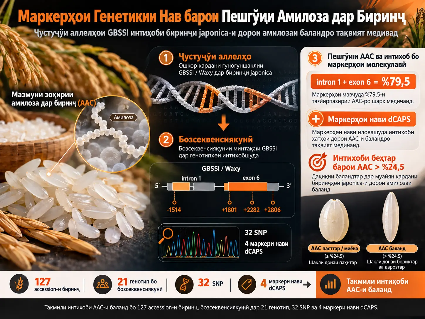 Такмили Пешгӯии Мазмуни Зоҳирии Амилоза дар Биринҷи Japonica бо Маркерҳои Молекулавӣ тавассути Ҷустуҷӯи Аллелҳои GBSSI