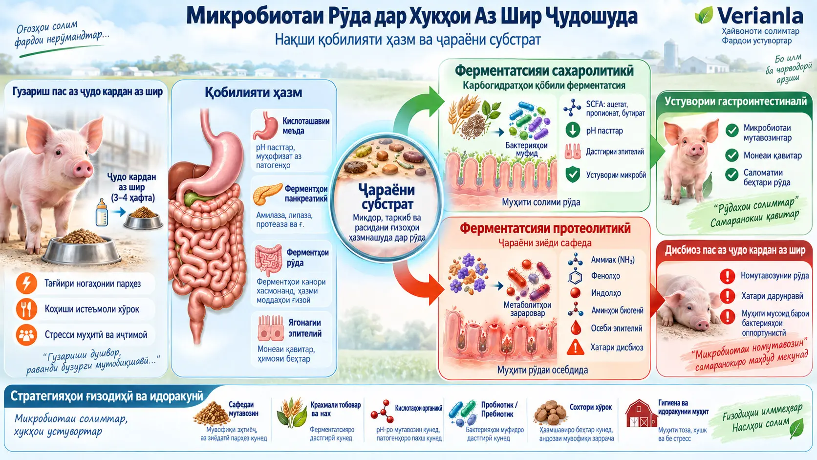 Танзими Микробиотаи Рӯда дар Хукҳои Аз Шир Ҷудошуда: Нақши Қобилияти Ҳазм ва Ҷараёни Субстрат