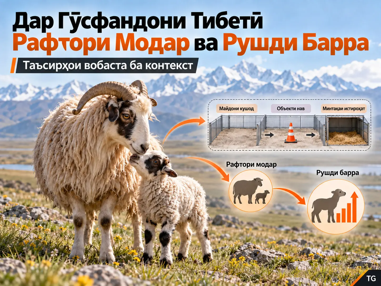 Таъсирҳои Вобаста ба Контексти Рафтори Модар ба Рушди Барра дар Гӯсфандони Тибетӣ