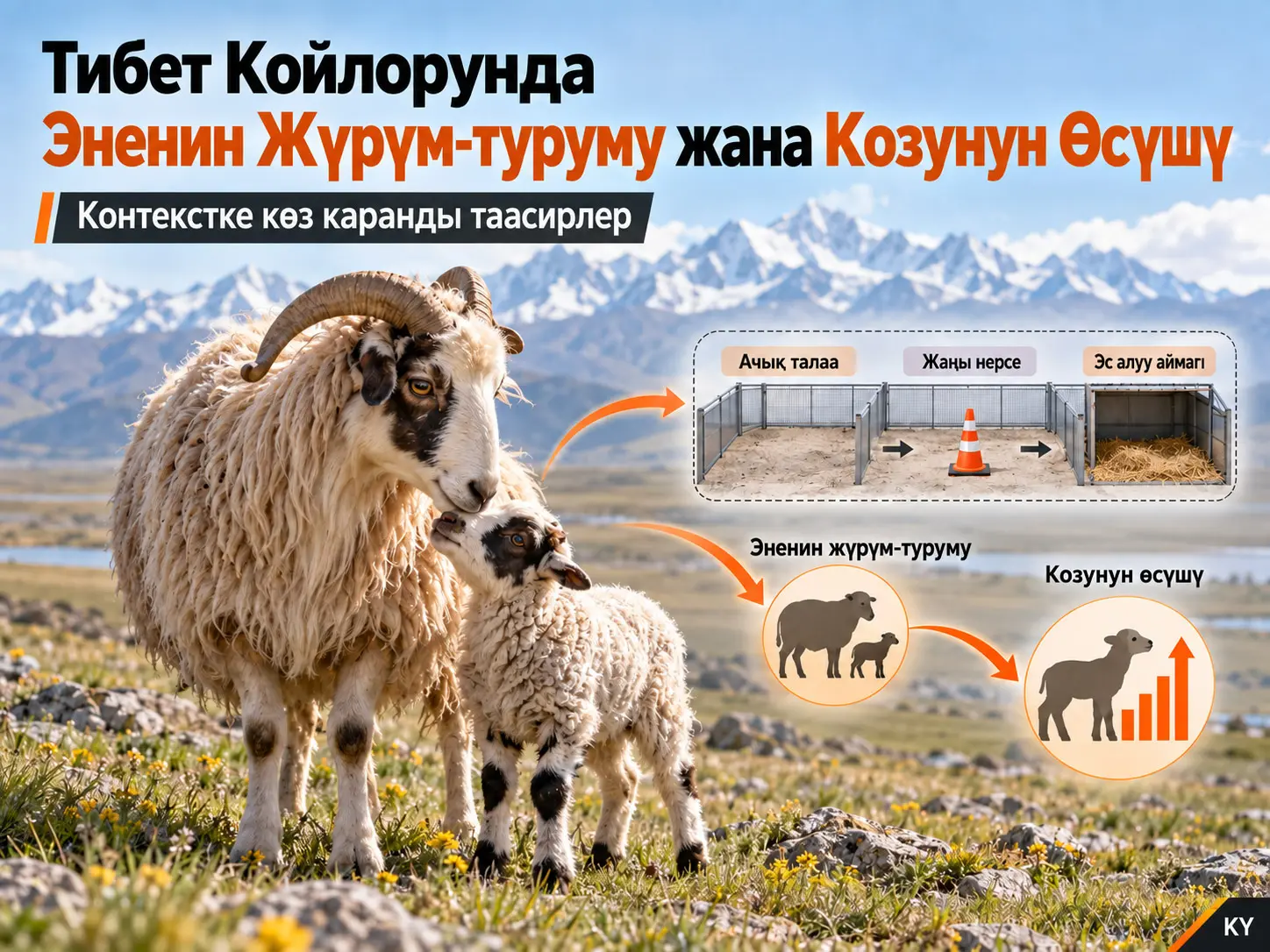 Тибет Койлорунда Эненин Жүрүм-турумунун Козунун Өсүшүнө Контекстке Көз Каранды Таасирлери