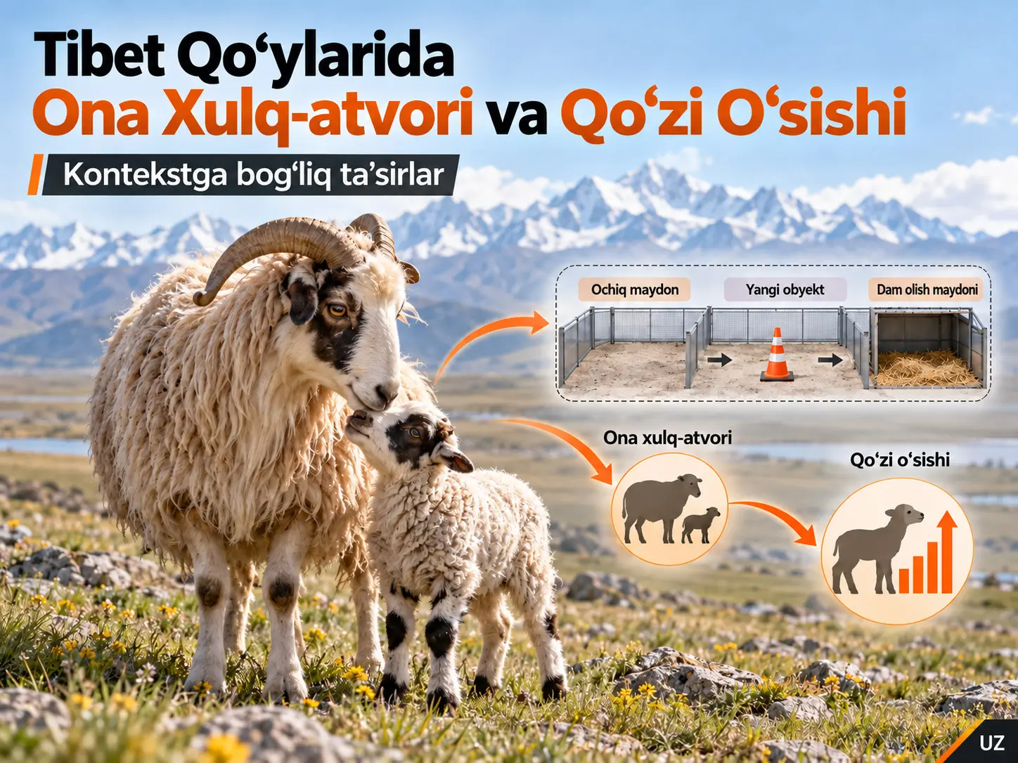 Tibet Qoʻylarida Ona Xulq-atvorining Qoʻzi Oʻsishiga Kontekstga Bogʻliq Taʼsirlari