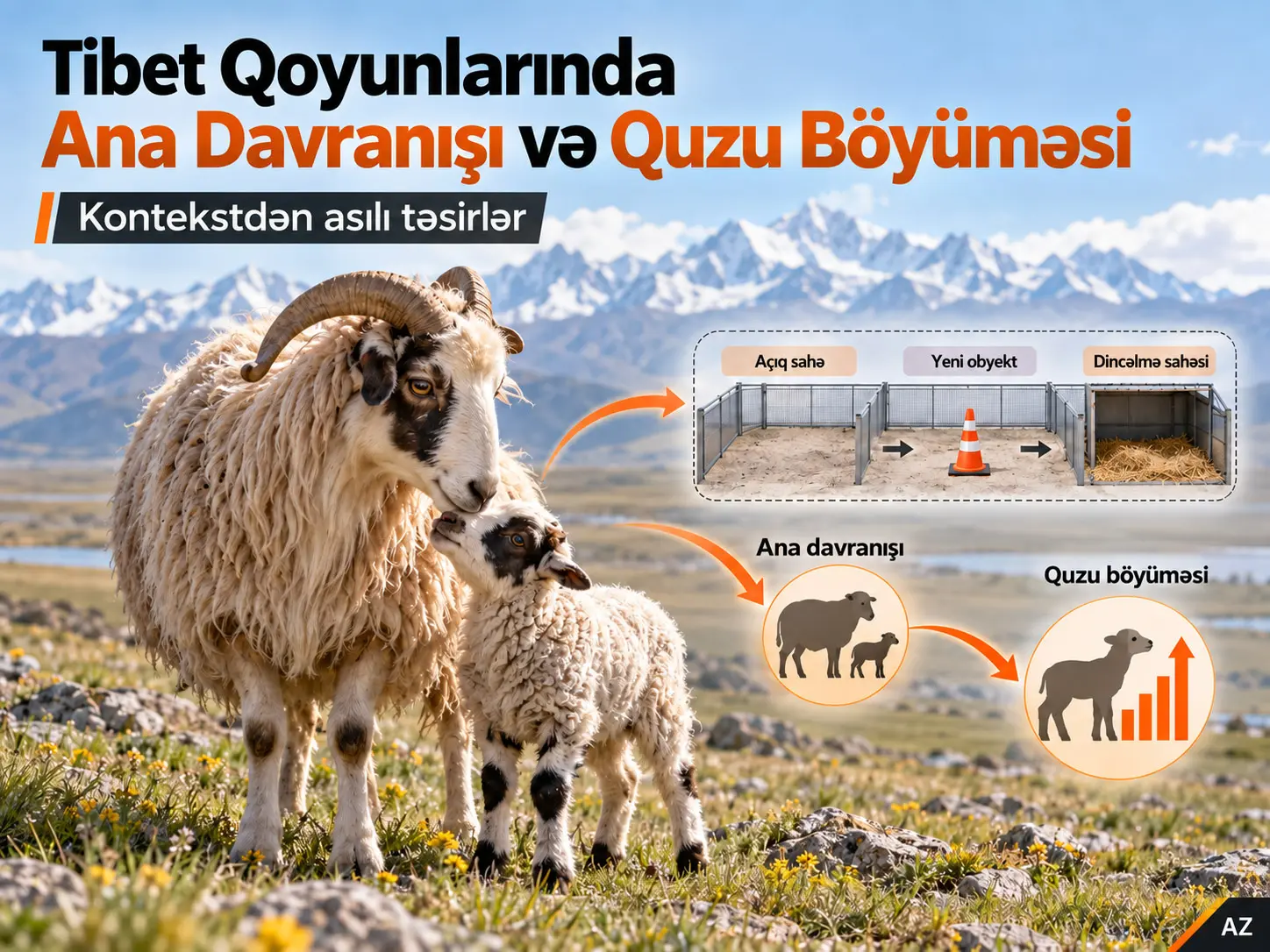 Tibet Qoyunlarında Ana Davranışının Quzu Böyüməsinə Kontekstdən Asılı Təsirləri
