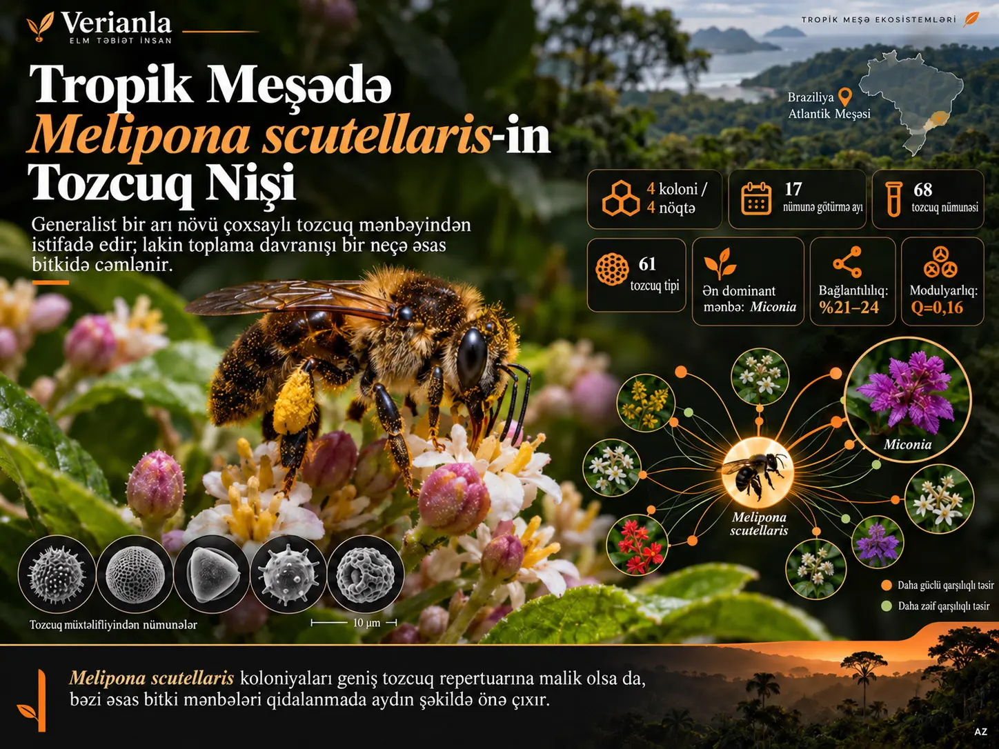 Tropik Meşədə Melipona (Michmelia) scutellaris Latreille, 1811-in Tozcuq Nişi: Palinoloji Perspektiv