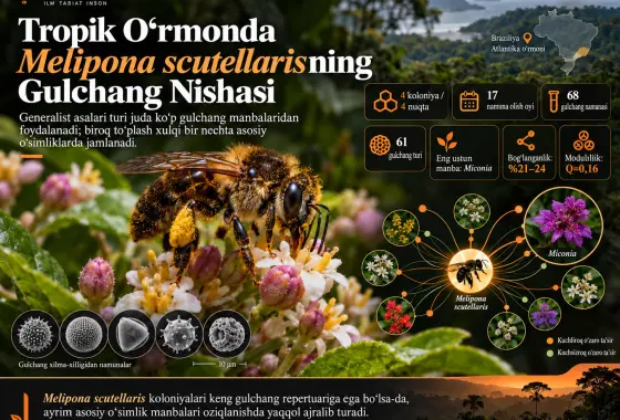 Tropik O‘rmonda Melipona (Michmelia) scutellaris Latreille, 1811 ning Gulchang Nishasi: Palinologik Nuqtayi Nazar