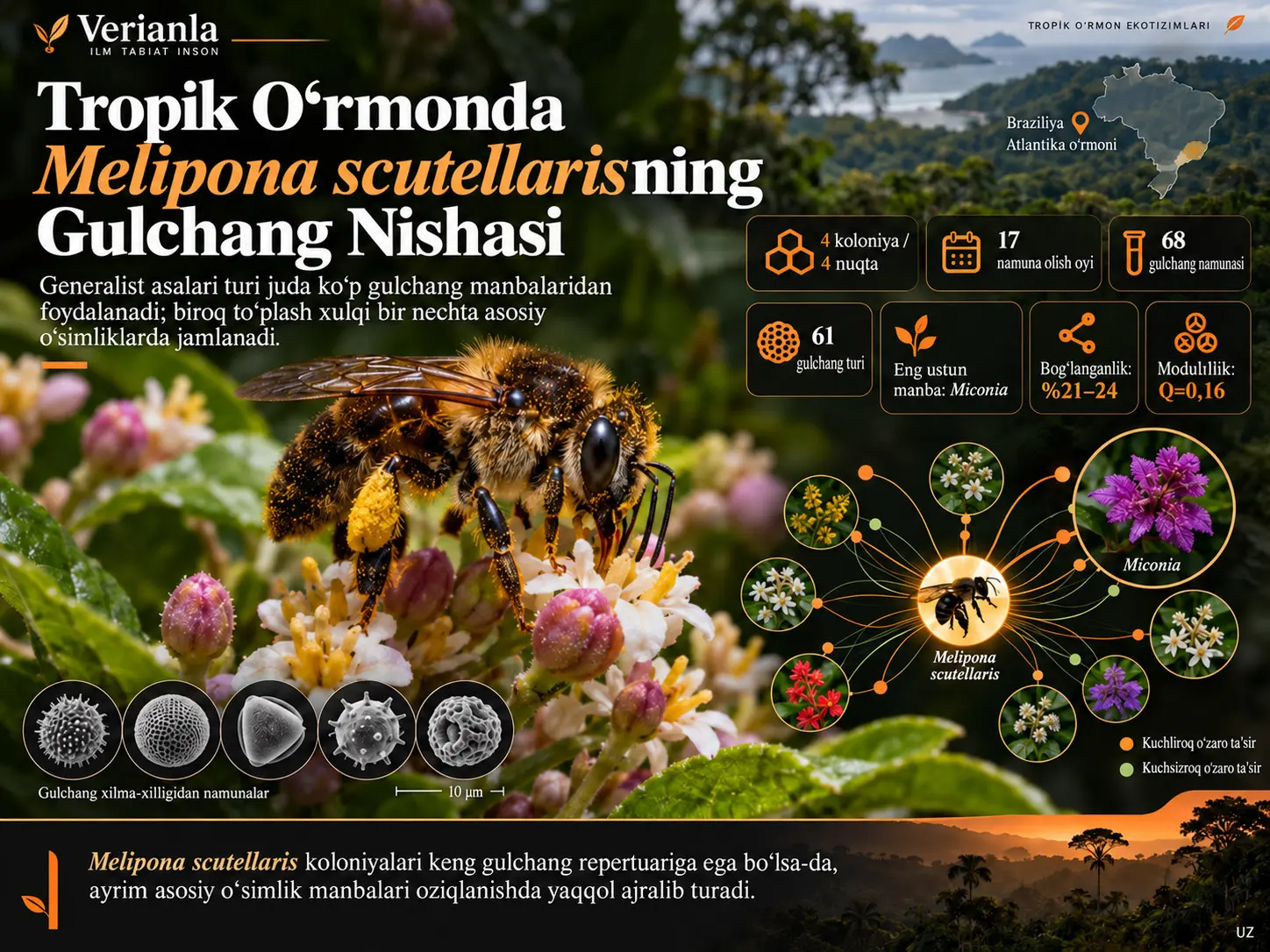 Tropik O‘rmonda Melipona (Michmelia) scutellaris Latreille, 1811 ning Gulchang Nishasi: Palinologik Nuqtayi Nazar