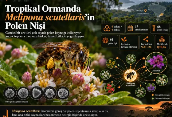 Tropikal Ormanda Melipona (Michmelia) scutellaris Latreille, 1811'in Polen Nişi: Palinolojik Bir Perspektif