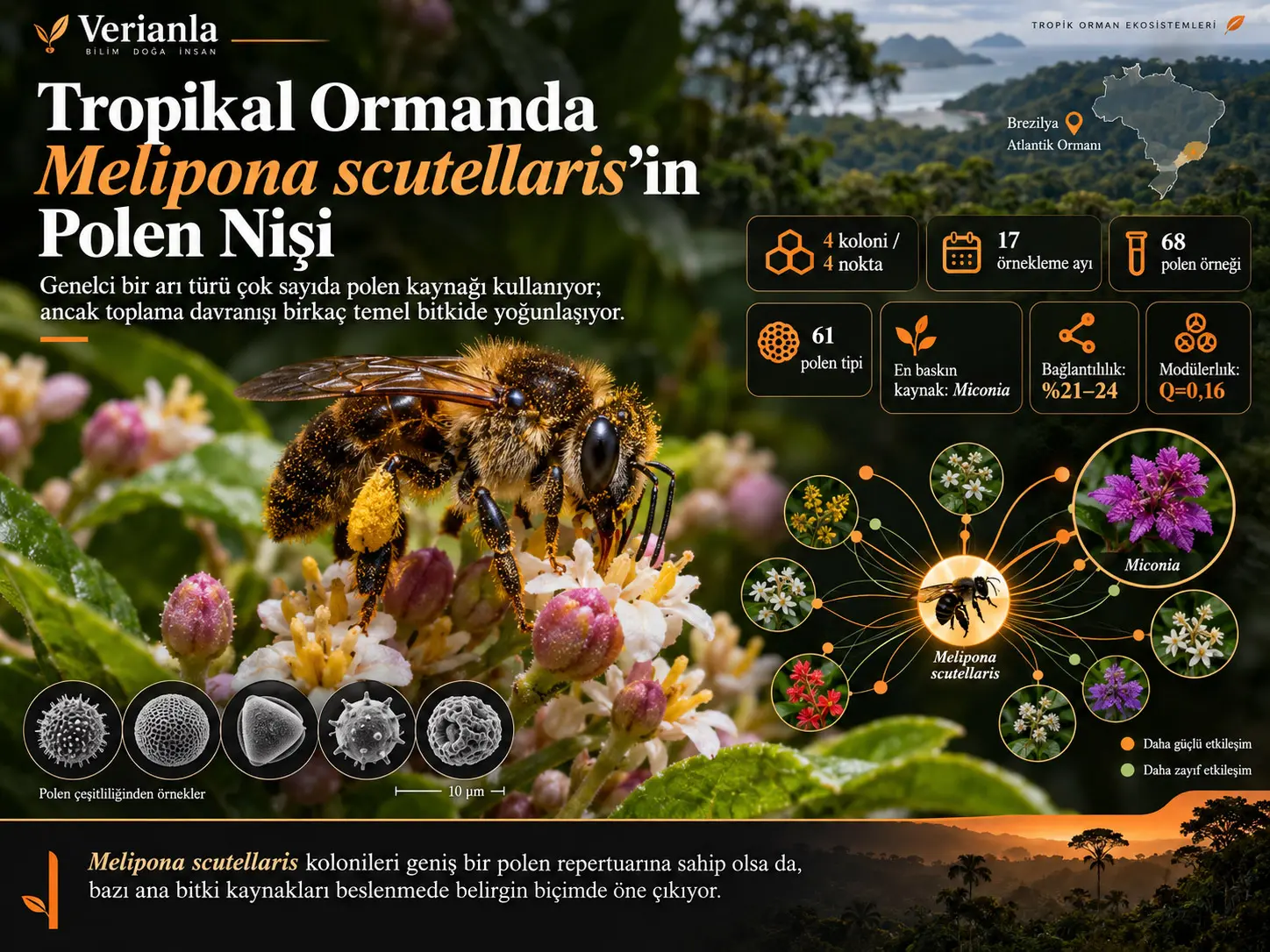 Tropikal Ormanda Melipona (Michmelia) scutellaris Latreille, 1811'in Polen Nişi: Palinolojik Bir Perspektif