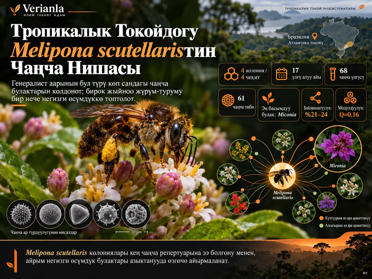 Тропикалык Токойдогу Melipona (Michmelia) scutellaris Latreille, 1811дин Чаңча Нишасы: Палинологиялык Көз Караш