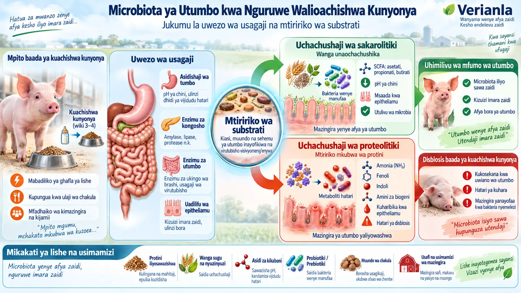 Udhibiti wa Microbiota ya Utumbo kwa Nguruwe Walioachishwa Kunyonya: Jukumu la Uwezo wa Usagaji na Mtiririko wa Substrati