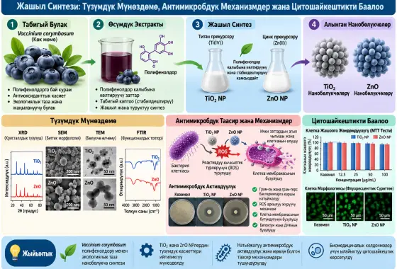Vaccinium corymbosum Булагынан Алынган Полифенолдор менен TiO₂ жана ZnO Нанобөлүкчөлөрүнүн Жашыл Синтези