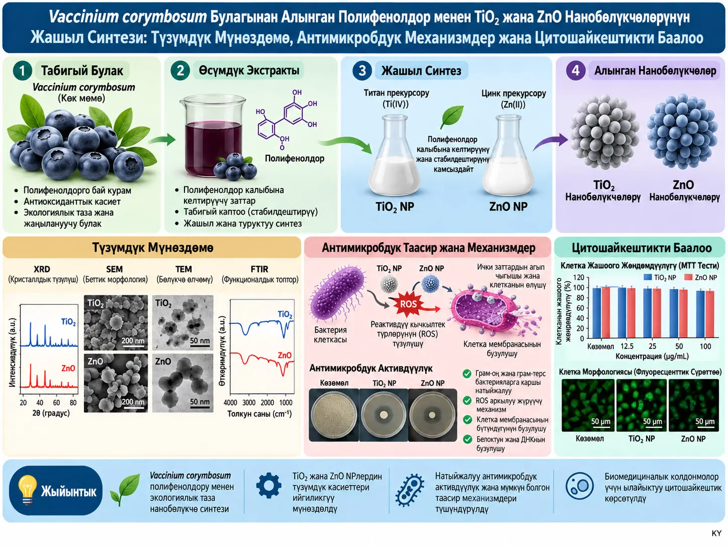 Vaccinium corymbosum Булагынан Алынган Полифенолдор менен TiO₂ жана ZnO Нанобөлүкчөлөрүнүн Жашыл Синтези