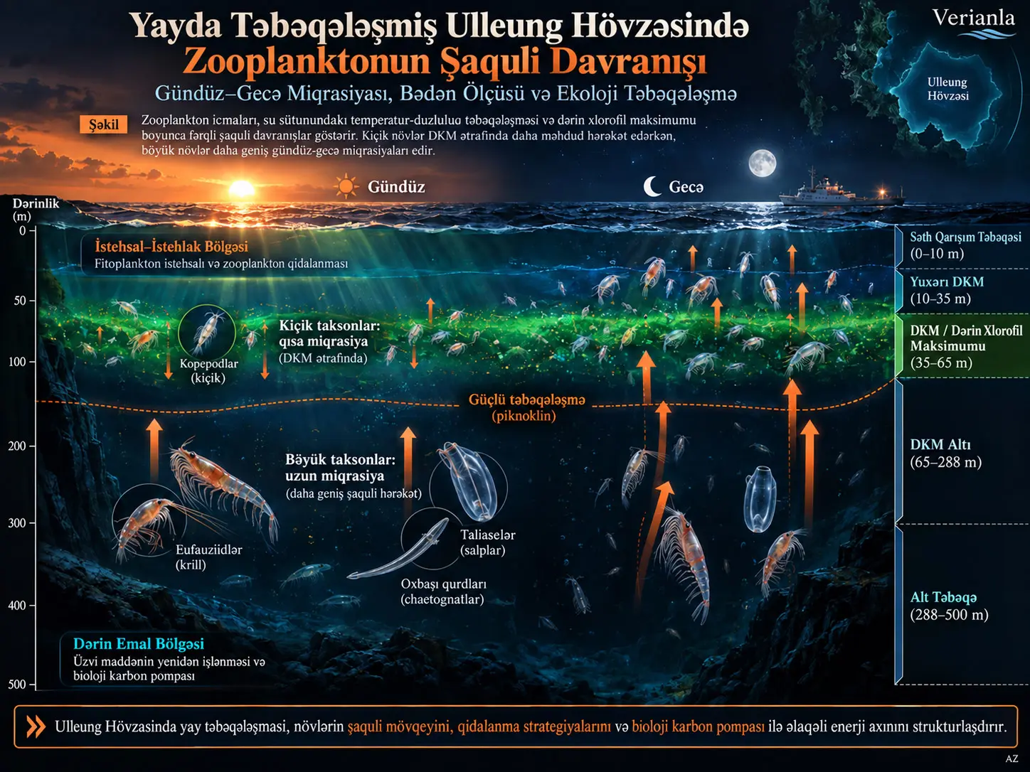Yayda Təbəqələşmiş Ulleung Hövzəsində Zooplanktonun Şaquli Davranışı: Gündüz–Gecə Miqrasiyası, Bədən Ölçüsü və Ekoloji Təbəqələşmə