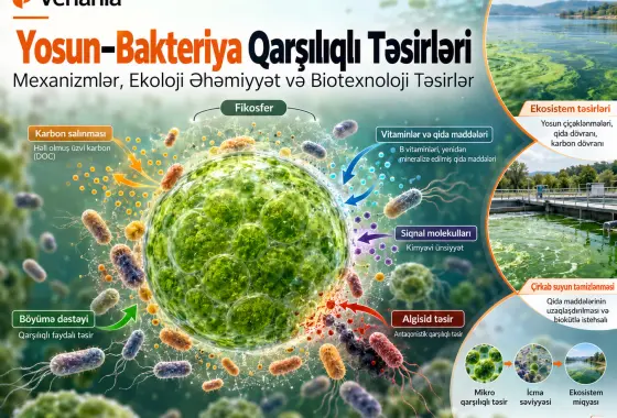 Yosun–Bakteriya Qarşılıqlı Təsirləri: Mexanizmlər, Ekoloji Əhəmiyyət və Biotexnoloji Təsirlər