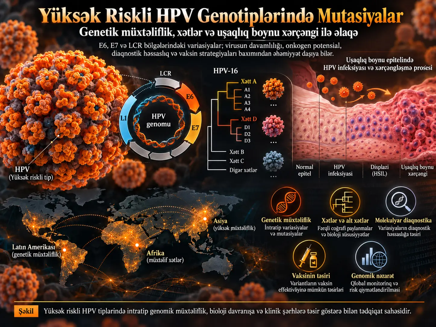 Yüksək Riskli İnsan Papillomavirusu (HPV) Genotiplərində Mutasiyalar: Genetik Müxtəliflik və Uşaqlıq Boynu Xərçəngi ilə Əlaqəsi