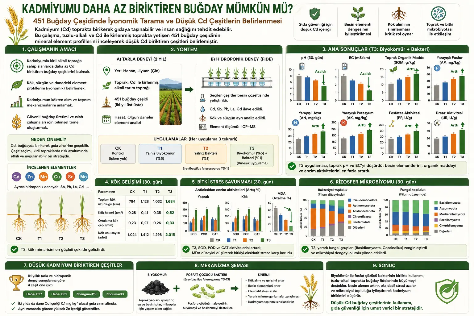 Qadmiyumni Kamroq Jamlaydigan Bug'doy Mumkinmi? 451 Nav Orqali Bir Iyunomik Tekshiruv