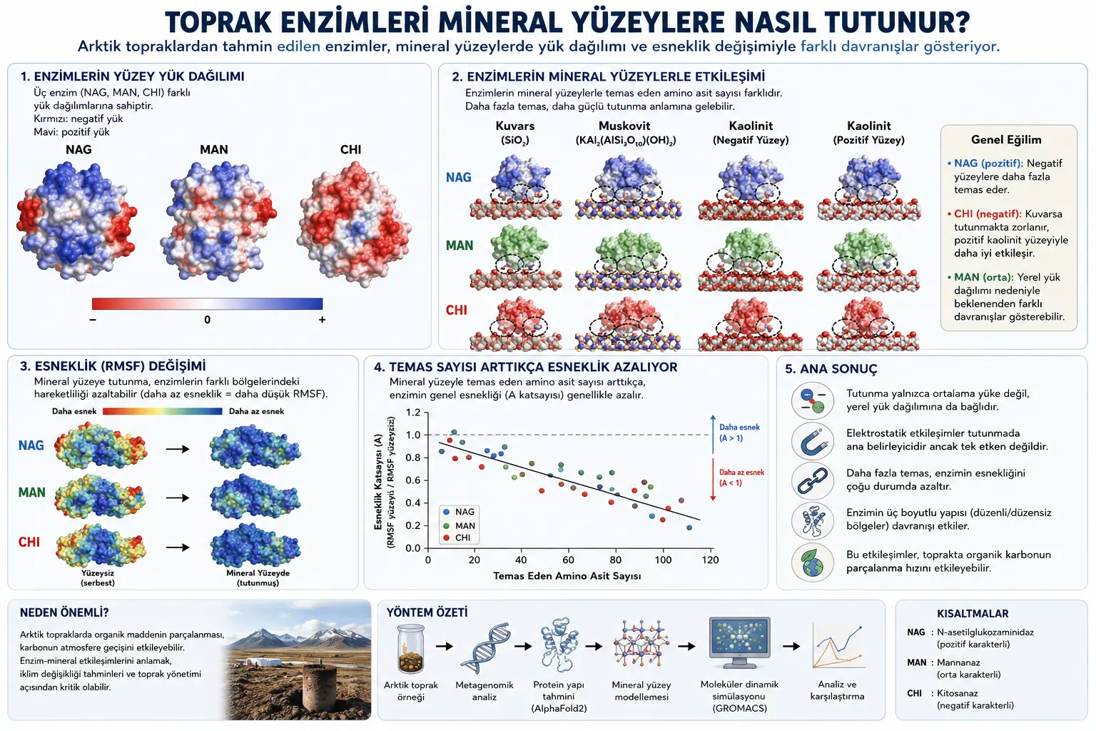 Tuproq Fermentlari Minerallarga Qanday Ushtaladi? Arktik Tuproqlardan Kelgan Atom O‘lchamidagi Bir Maslahat